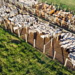 A partir da agropecuária brasileira, João Eustáquio De Almeida Junior constrói uma visão empresarial global, conectando produção, estratégia e mercado internacional.