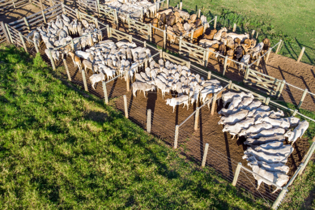 A partir da agropecuária brasileira, João Eustáquio De Almeida Junior constrói uma visão empresarial global, conectando produção, estratégia e mercado internacional.