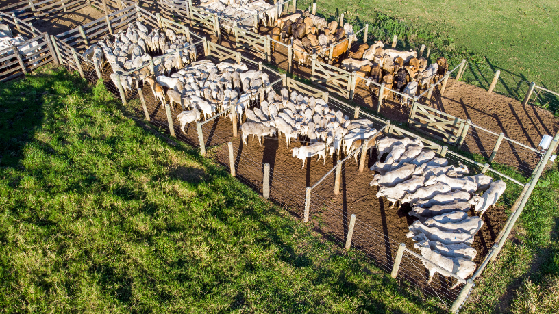 A partir da agropecuária brasileira, João Eustáquio De Almeida Junior constrói uma visão empresarial global, conectando produção, estratégia e mercado internacional.