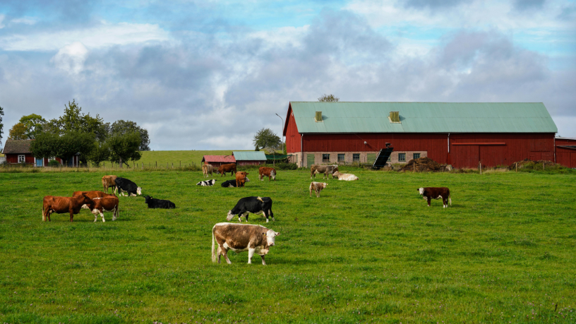 A trajetória de João Eustáquio De Almeida Junior revela como a agropecuária brasileira pode ser a base para uma atuação empresarial com visão global.