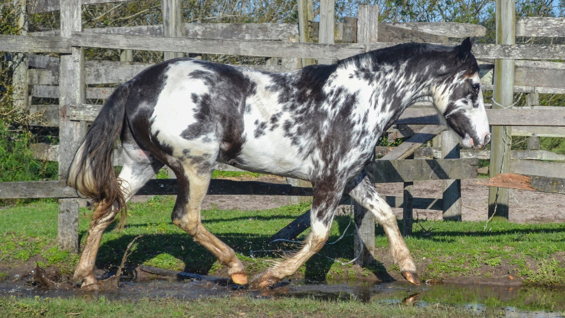 Valorização do Cavalo Crioulo no mercado de leilões segundo Aldo Vendramin.