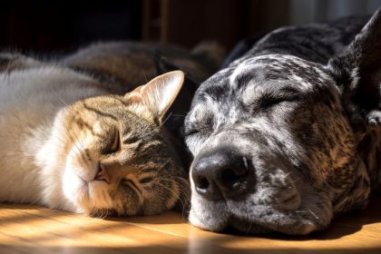 Castração animal como política pública: solução eficaz para saúde urbana e bem-estar coletivo